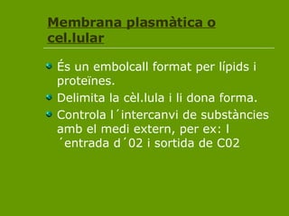 Membrana plasmàtica o cel.lular És un embolcall format per lípids i proteïnes.  Delimita la cèl.lula i li dona forma. Controla l´intercanvi de substàncies amb el medi extern, per ex: l´entrada d´02 i sortida de C02 