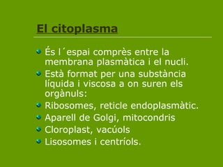 El citoplasma És l´espai comprès entre la membrana plasmàtica i el nucli.  Està format per una substància líquida i viscosa a on suren els orgànuls: Ribosomes, reticle endoplasmàtic. Aparell de Golgi, mitocondris Cloroplast, vacúols Lisosomes i centríols. 