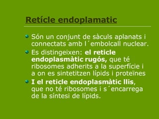 Retícle endoplamatic Són un conjunt de sàculs aplanats i connectats amb l´embolcall nuclear. Es distingeixen:  el reticle endoplasmàtic rugós,  que té ribosomes adherits a la superfície i a on es sintetitzen lípids i proteïnes I el reticle endoplasmàtic llis , que no té ribosomes i s´encarrega de la síntesi de lípids.  