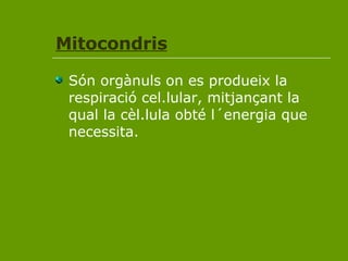 Mitocondris Són orgànuls on es produeix la respiració cel.lular, mitjançant la qual la cèl.lula obté l´energia que necessita. 