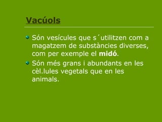 Vacúols Són vesícules que s´utilitzen com a magatzem de substàncies diverses, com per exemple el  midó .  Són més grans i abundants en les cèl.lules vegetals que en les animals. 