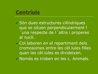Centríols Són dues estructures cilíndriques que se situen perpendicularment l´una respecte de l´altra i properes al nucli. Col.laboren en el repartiment dels cromosomes entre les cèl.lules filles quan les cèl.lules es divideixen. Només es troben en les c. Animals. 
