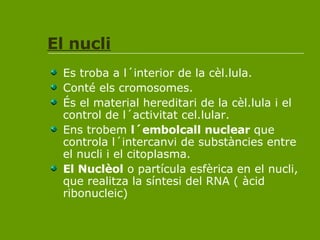 El nucli Es troba a l´interior de la cèl.lula. Conté els cromosomes. És el material hereditari de la cèl.lula i el control de l´activitat cel.lular. Ens trobem  l´embolcall nuclear  que controla l´intercanvi de substàncies entre el nucli i el citoplasma. El Nuclèol  o partícula esfèrica en el nucli, que realitza la síntesi del RNA ( àcid ribonucleic) 
