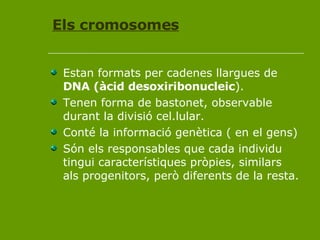 Els cromosomes Estan formats per cadenes llargues de  DNA (àcid desoxiribonucleic ). Tenen forma de bastonet, observable durant la divisió cel.lular. Conté la informació genètica ( en el gens) Són els responsables que cada individu tingui característiques pròpies, similars als progenitors, però diferents de la resta. 