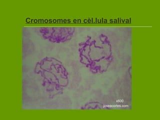 Cromosomes en cèl.lula salival 