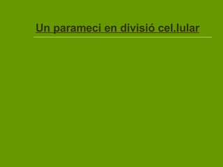 Un parameci   en divisió cel.lular 