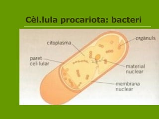 è.ܱ procariota: bacteri 