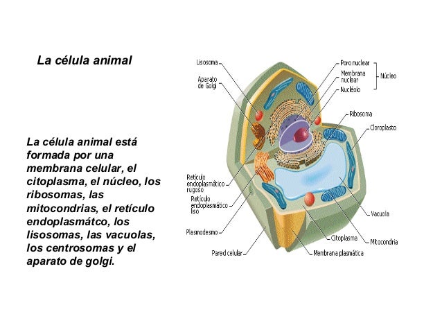 La celula