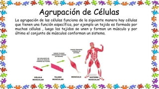Agrupación de Células
La agrupación de las células funciona de la siguiente manera hay células
que tienen una función específica, por ejemplo un tejido es formado por
muchas células , luego los tejidos se unen y forman un músculo y por
último el conjunto de músculos conforman un sistema.
 