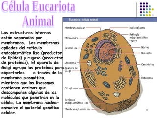 La Celula Eucariota | PPT | Biological Sciences | Science