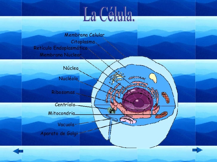 La Celula Unidad Básica De La Vida