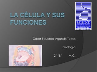 César Eduardo Agundis Torres
Fisiología
2° “B” M.C.
 