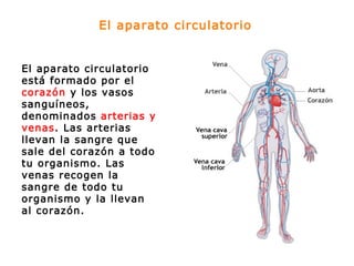 El aparato circulatorio El aparato circulatorio está formado por el  corazón  y los vasos sanguíneos, denominados  arterias y venas . Las arterias llevan la sangre que sale del corazón a todo tu organismo. Las venas recogen la sangre de todo tu organismo y la llevan al corazón. 