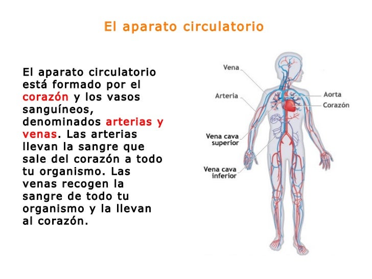 La circulacion