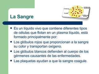 La Sangre Es un líquido vivo que contiene diferentes tipos de células que flotan en un plasma líquido, está formado principalmente por: Los glóbulos rojos que proporcionan a la sangre su color y transportan oxígeno. Los glóbulos blancos defienden al cuerpo de los gérmenes causantes de las enfermedades. Las plaquetas ayudan a que la sangre coagule. 