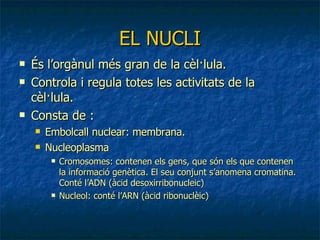 EL NUCLI És l’orgànul més gran de la cèl·lula. Controla i regula totes les activitats de la cèl·lula. Consta de : Embolcall nuclear: membrana. Nucleoplasma Cromosomes: contenen els gens, que són els que contenen la informació genètica. El seu conjunt s’anomena cromatina. Conté l’ADN (àcid desoxirribonucleic)  Nucleol: conté l’ARN (àcid ribonuclèic) 