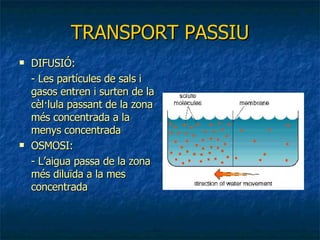 TRANSPORT PASSIU DIFUSIÓ: - Les partícules de sals i gasos entren i surten de la cèl·lula passant de la zona més concentrada a la menys concentrada OSMOSI: - L’aigua passa de la zona més diluïda a la mes concentrada 