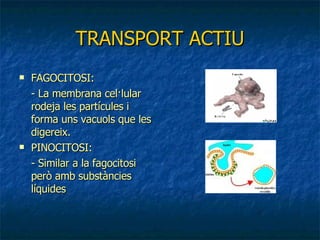 TRANSPORT ACTIU FAGOCITOSI: - La membrana cel·lular rodeja les partícules i forma uns vacuols que les digereix. PINOCITOSI: - Similar a la fagocitosi però amb substàncies líquides 