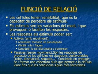 FUNCIÓ DE RELACIÓ Les cèl·lules tenen sensibilitat, què és la capacitat de percebre els estímuls.  Els estímuls són les variacions del medi, i que provoquen o faciliten les respostes. Les respostes als estímuls poden ser: Actives (amb moviment): Ameboide: formació de pseudòpodis Vibràtil: cilis i flagels Contràctil: la cèl·lula s’estira o s’arronsen  Passives (sense moviment):Són les reaccions de protecció de les cèl·lules en situacions desfavorables (calor, desnutrició, sequera...). Consisteix en protegir-se i formar una cobertura dura que permet a la cèl·lula viure fins que les condicions siguin més favorables. 