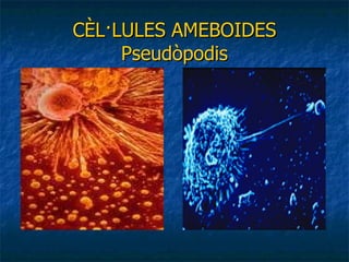 CÈL·LULES AMEBOIDES Pseudòpodis 