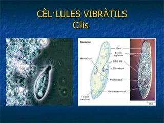 CÈL·LULES VIBRÀTILS Cilis  