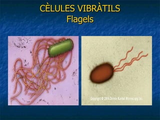 CÈLULES VIBRÀTILS Flagels 