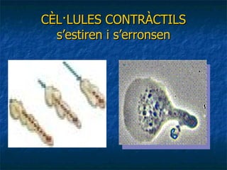 CÈL·LULES CONTRÀCTILS s’estiren i s’erronsen 