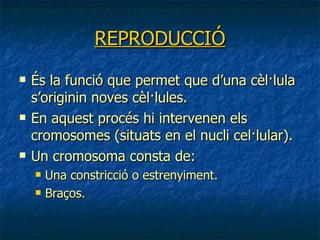 REPRODUCCIÓ És la funció que permet que d’una cèl·lula s’originin noves cèl·lules. En aquest procés hi intervenen els cromosomes (situats en el nucli cel·lular). Un cromosoma consta de: Una constricció o estrenyiment. Braços.  