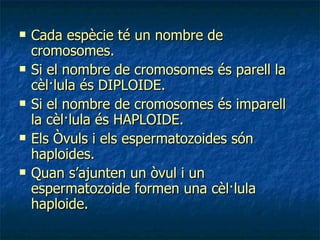 Cada espècie té un nombre de cromosomes. Si el nombre de cromosomes és parell la cèl·lula és DIPLOIDE. Si el nombre de cromosomes és imparell la cèl·lula és HAPLOIDE. Els Òvuls i els espermatozoides són haploides. Quan s’ajunten un òvul i un espermatozoide formen una cèl·lula haploide. 