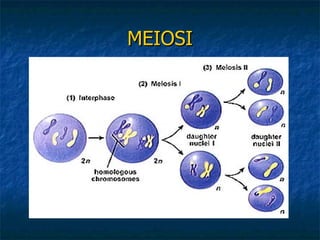 MEIOSI 