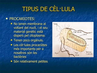 TIPUS DE CÈL·LULA PROCARIOTES: No tenen membrana al voltant del nucli, i el seu material genètic està dispers pel citoplasma. Tenen pocs orgànuls. Les cèl·lules procariòtes més importants per a nosaltres són les bactèries Són relativament petites 