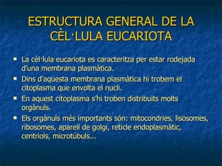 ESTRUCTURA GENERAL DE LA CÈL·LULA EUCARIOTA La cèl·lula eucariota es caracteritza per estar rodejada d’una membrana plasmàtica. Dins d’aquesta membrana plasmàtica hi trobem el citoplasma que envolta el nucli. En aquest citoplasma s’hi troben distribuïts molts orgànuls. Els orgànuls més importants són: mitocondries, lisosomes, ribosomes, aparell de golgi, reticle endoplasmàtic, centriols, microtúbuls... 