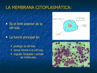 LA MEMBRANA CITOPLASMÀTICA: És el límit exterior de la cèl·lula. La funció principal és: protegir la cèl·lula.  donar forma a la cèl·lula. regular l’entrada i sortida  de molècules. 