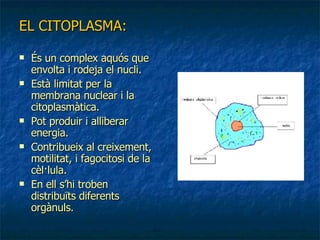 EL CITOPLASMA: És un complex aquós que envolta i rodeja el nucli. Està limitat per la membrana nuclear i la citoplasmàtica. Pot produir i alliberar energia. Contribueix al creixement, motilitat, i fagocitosi de la cèl·lula. En ell s’hi troben distribuïts diferents orgànuls. 