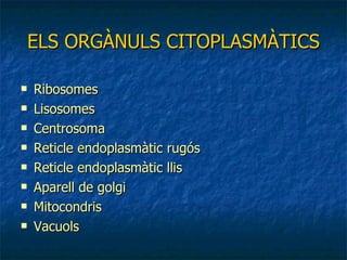 ELS ORGÀNULS CITOPLASMÀTICS Ribosomes Lisosomes Centrosoma Reticle endoplasmàtic rugós Reticle endoplasmàtic llis Aparell de golgi Mitocondris Vacuols 