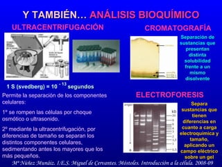 Y TAMBIÉN…  ANÁLISIS BIOQUÍMICO ULTRACENTRIFUGACIÓN CROMATOGRAFÍA ELECTROFORESIS Permite la separación de los componentes celulares: 1º se rompen las células por choque osmótico o ultrasonido.  2º mediante la ultracentrifugación, por diferencias de tamaño se separan los distintos componentes celulares, sedimentando antes los mayores que los más pequeños.  1 S (svedberg) = 10   - 13 segundos Separación de sustancias que presentan distinta solubilidad frente a un mismo disolvente Separa sustancias que tienen diferencias en cuanto a carga electroquímica y tamaño, aplicando un campo eléctrico sobre un gel 