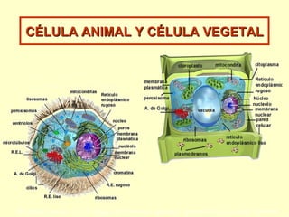CÉLULA ANIMAL Y CÉLULA VEGETAL 