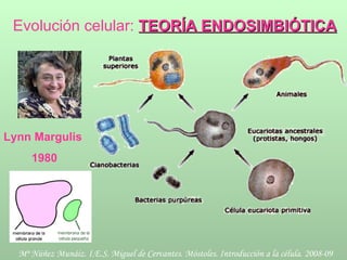 Evolución celular:  TEORÍA ENDOSIMBIÓTICA Lynn Margulis  1980 