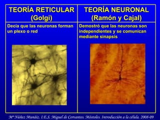 Demostró que las neuronas son independientes y se comunican mediante sinapsis Decía que las neuronas forman un plexo o red TEORÍA NEURONAL (Ramón y Cajal) TEORÍA RETICULAR (Golgi) 