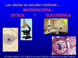 ÓPTICA Las células se estudian mediante…   MICROSCOPÍA… Y ELECTRÓNICA 