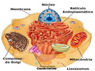 La Célula, unidad fundamental de la vida | PPT
