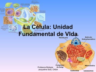 La Célula: Unidad
Fundamental de VIda




      Profesora Biología
      Jacqueline Soto, CNSA
 