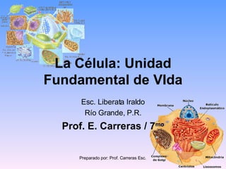La Célula: Unidad Fundamental de VIda Esc. Liberata Iraldo Río Grande, P.R. Prof. E. Carreras / 7 mo 