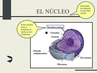 EL NÚCLEO Encargado de organizar la actividad celular. Posee muchos poros y comunica al núcleo con el citoplasma. 