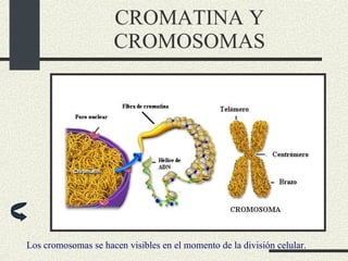 CROMATINA Y CROMOSOMAS Los cromosomas se hacen visibles en el momento de la división celular. 