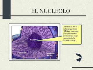 EL NUCLEOLO Compuesto por el material genético (ADN) y proteínas, que formarán los cromosomas en el momento de la división celular. 