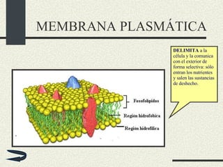 MEMBRANA PLASMÁTICA DELIMITA  a la célula y la comunica con el exterior de forma selectiva: sólo entran los nutrientes y salen las sustancias de deshecho. 