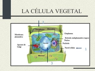 LA CÉLULA VEGETAL 1 2 3 