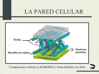 LA PARED CELULAR Compuesta por celulosa, le da RIGIDEZ y forma definida a la célula 