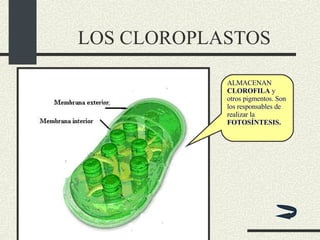LOS CLOROPLASTOS ALMACENAN  CLOROFILA  y otros pigmentos. Son los responsables de realizar la  FOTOSÍNTESIS. 